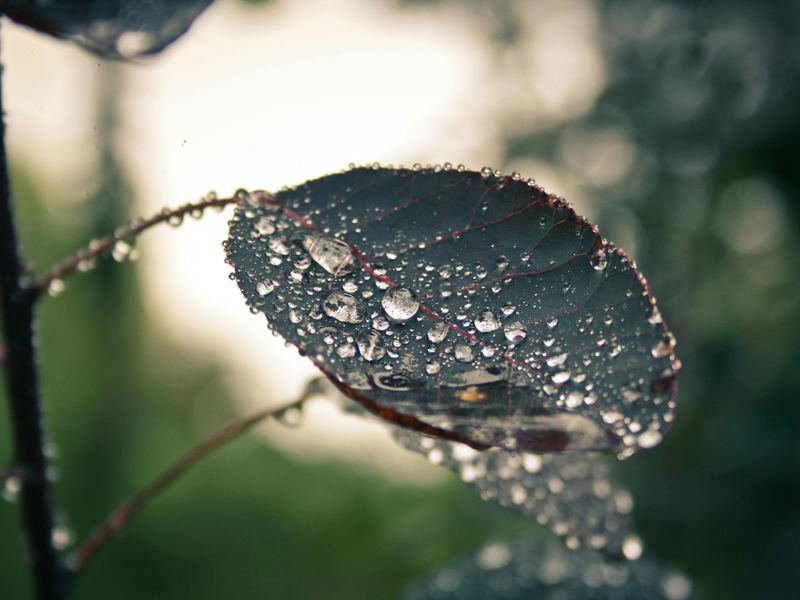 macro image of a leaf with glistening dewdrops, highlighting nature's image